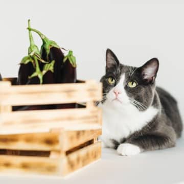 猫に食べさせてはいけない『秋の味覚』3選　危険な理由から誤飲時の対処法まで解説