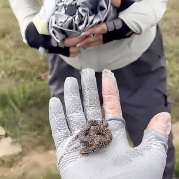 赤ちゃんヘビを手に乗せ、周りの人たちに撫でるよう促す動画が拡散、専門家「毒性強い」―中国