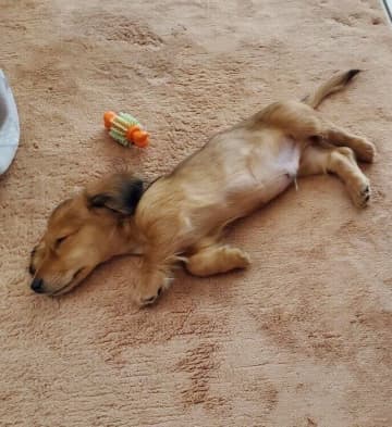 安心した様子で眠る生後3カ月ミニチュア・ダックス子犬→約1年後、大きく成長しても変わらない寝姿に癒される！