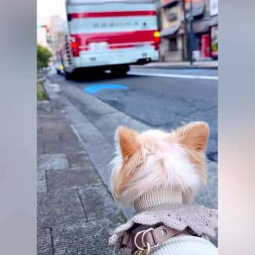 海外で単身赴任中のパパが一時帰国→愛犬と12日間過ごし、お別れの日…バスが出発した時に見せた『家族愛を感じる光景』に反響