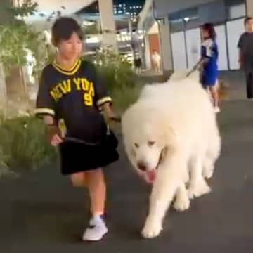 小さい女の子が『超大型犬』をお散歩させた結果…ふたりのふれあいが『微笑ましすぎる』と33万再生「女の子よりデカいｗ」「もふもふ祭り」