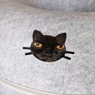 トンネル小窓に“顔ハメ”した猫　違和感ゼロで顔をのぞかせる姿が可愛すぎる！
