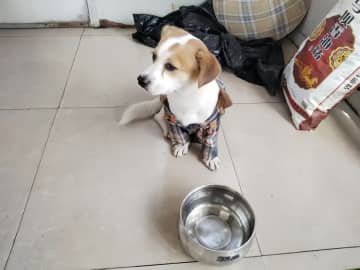 高速道路に置き去りにされた小犬、ついに主人と再会―中国