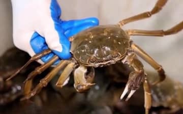 平均月収40万円！カニ目利き職人が引っ張りだこに―中国