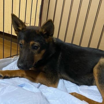 はいつくばって家から出ようとしなかった“超ビビり”の元保護子犬→年月をかけて飼い主に甘えられるようになった姿にホロリ