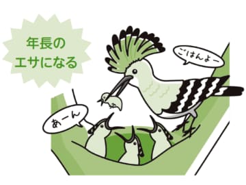 他に類を見ない生態！ ヤツガシラはエサ用に子供を１羽多く産む!?【眠れなくなるほど面白い 図解 鳥の話】