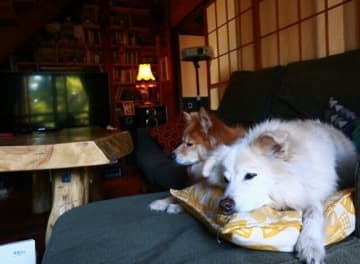 大福の圧に耐えかねて【穴澤賢の犬のはなし】