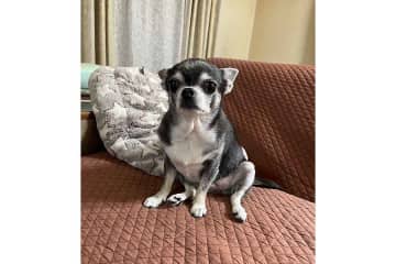 「仕事でいないほうがくつろいでるような気がする」　ペットカメラで愛犬を確認したら…まさかの姿にほっこり