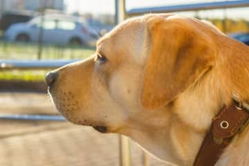 自宅の外でやたらと吠えるワンコ。飼い主が様子を見に行くと……→“奇跡の1枚”に「カワイイが渋滞してる」