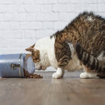 猫が食べすぎてしまう『危険な過食』の原因3つ　病気の可能性から対処法まで解説