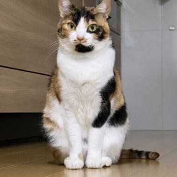 「猫×人」関係づくりの第一歩！ 猫の気持ちをくみ取るヒントを専門家が解説