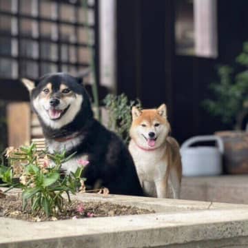 犬は飼い主の心配をするってホント？ 愛犬が心配しているときの行動とは