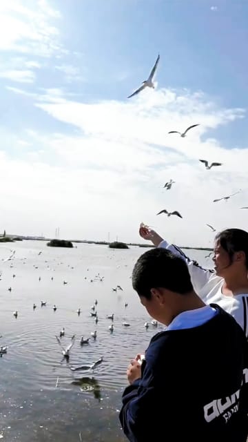 人と自然が調和、カモメが集う湿地　中国内モンゴル自治区