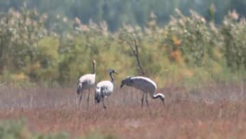 渡り鳥が描く秋の生態絵巻　中国新疆ウイグル自治区