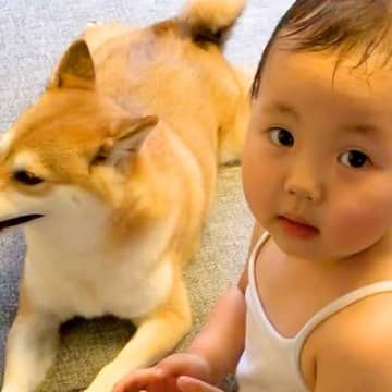 小さい女の子が、犬の誕生日に…お祝いしたくて見せた『愛あふれる行動』に感動の声「なんだか泣ける…」「一緒に成長してきたんだね」と絶賛