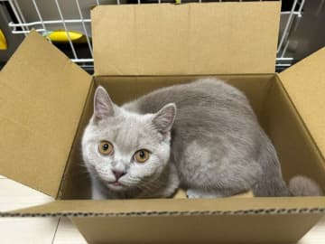 段ボール箱にすっぽり収まっていた生後4カ月の子猫→5カ月後、体の一部しか入らないほど大きく成長した姿にほっこり！