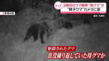 母グマか、札幌でメスのクマ1頭を駆除　“親子クマ”目撃相次ぐ…カメラにも姿
