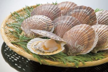 東北のホタテ養殖、猛暑でピンチ　水温27度限界、政府支援の方針
