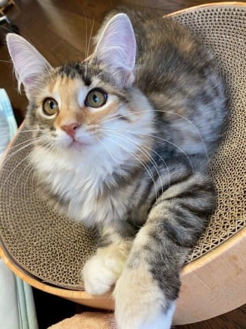 お迎え当初は体重が2kgだった生後4カ月の子猫→4年後には体重が3倍になり、落ち着いた“お姉さん”に成長！