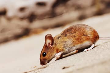 東京の街頭をネズミが横行、かまれて出血し治療受けた観光客も―台湾メディア
