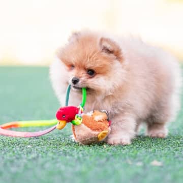 犬、おもちゃ依存症になる可能性あり！？
