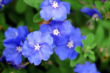 10月14日の花とは？【366日の誕生花と幸せの花言葉】