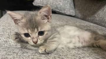 「これが萌えか」　ソファの隙間で必死に助けを求める子ねこ　「たまらないかわいさ」の上目遣いに16万“いいね”