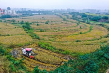 中国各地の農家、雨の合間を縫って作業