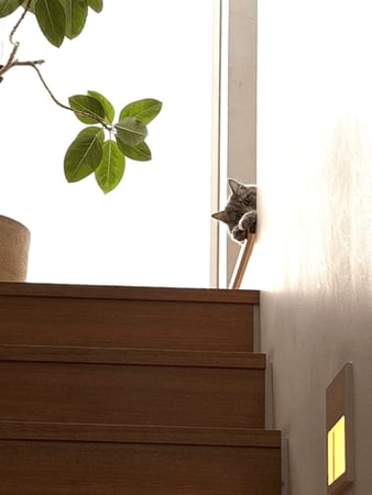 高橋克典、愛猫への想い明かす「この子が来てくれて…」