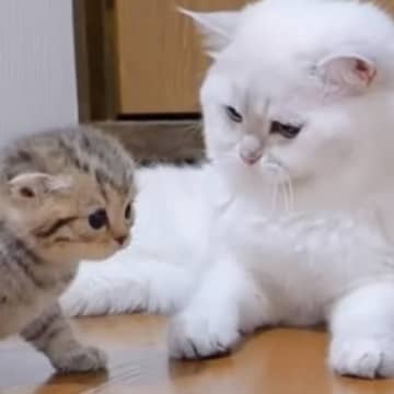 よちよち歩きの赤ちゃん猫をパパ猫のもとに連れて行ったら…『1991万再生突破』の光景に「とっても可愛い」「何度も見たくなる」と絶賛