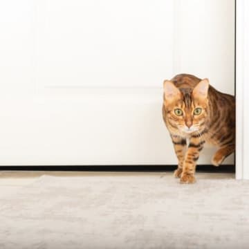 猫が飼い主の『外出を察知』できる理由3つ　愛猫が見ているポイントから適切な接し方まで