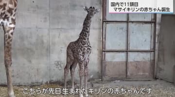 国内11頭目　希少なマサイキリンの赤ちゃん誕生　「小さい時のキリンを見に来て」　宮崎市フェニックス自然動物園