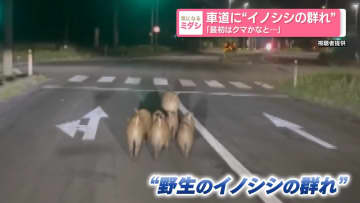車道に“イノシシの群れ”　「最初はクマかなと…」