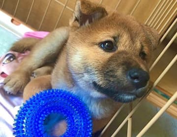 わんぱくすぎる柴の子犬をお迎え！　6年後には“ツンデレ”でニコニコ顔が愛らしいコに成長