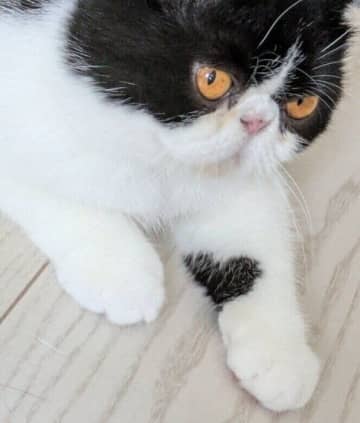 「見えたらラッキー」猫の前足にあらわれた“奇跡のハートマーク”に注目が集まる！