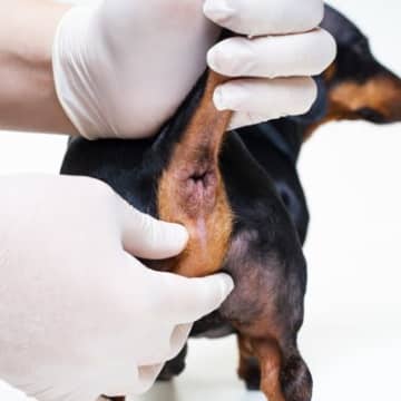 犬の『肛門腺絞り』放置したらどうなる？危険な症状やトラブルを予防する方法まで