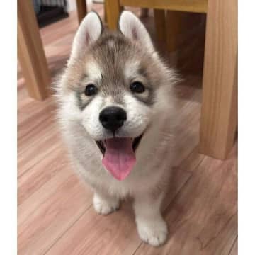 お迎え5日目にニコニコ笑顔を見せた子犬！　生後5カ月の今、“お兄ちゃん大好き”で甘え上手なコに！