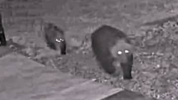 「早く冬眠してもらいたい」相次ぐクマ出没―空き家の車庫の陰から“3頭の親子グマ” 5日間で3度目「クリを食べに来ていると思う」付近には器用にむさぼられた残骸が＜北海道＞