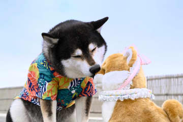 『シバのおきて』は「柴犬かわいい」だけのドラマじゃない　“犬バカ”が共感を呼ぶ理由