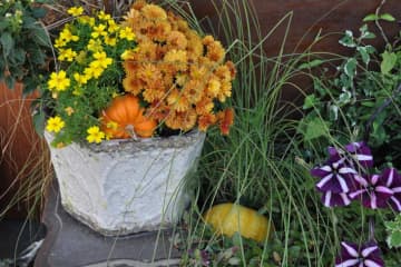 秋色ガーデンをもっと素敵に！主役を替えるだけの寄せ植えリメイク術