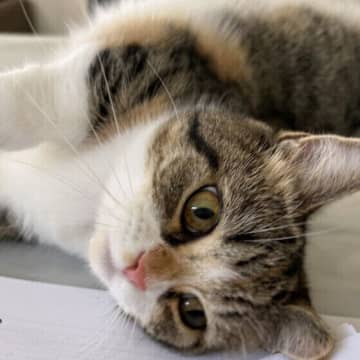 災害発生時の猫との避難方法は？ 減災につながる備えや訓練も