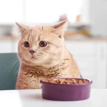猫がご飯を『好き嫌い』するときの対策4つ　選り好みの原因から健康への影響まで