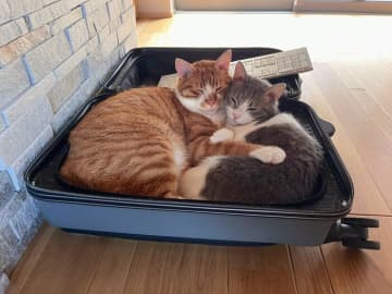 出張準備どころじゃない!?　スーツケースに潜り込み密着する猫たちの「邪魔可愛い行動」にほっこり！
