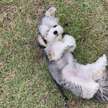 犬が「ゴロスリ」する理由　犬はなぜ自分の体を床や地面にこすりつけるの？
