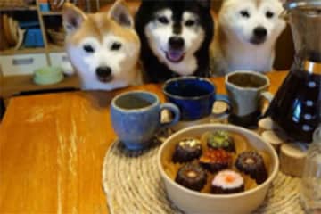 「なんでもない日の写真のほうが、心に沁みてくるよね」　携帯に表示された柴犬家族との「一緒に過ごした思い出」に感動の声