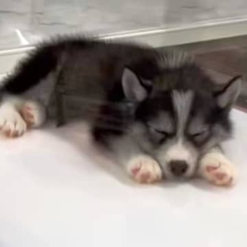一目惚れした『小さな赤ちゃん犬』を飼った結果…1年後→想像と違う『衝撃のビフォーアフター』が115万再生「顔が…」「愛されてる」と反響