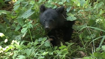 【速報】過去最悪に 全国のクマによる死者が今年度「7人」に…岩手の死亡男性もクマによる被害と特定-環境省