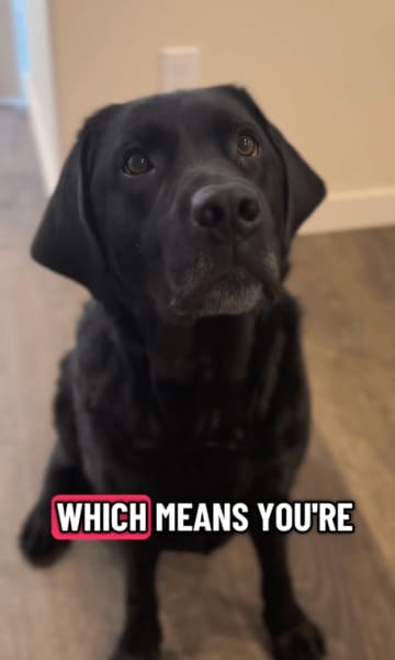 「おばあちゃん家いく？」祖父母の家に“お泊まり”決定→大興奮のラブラドールに「癒される」「顔がたまらない」