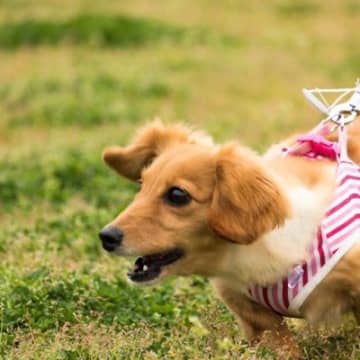 犬の散歩中の「引っ張り」…困ったらコレ！プロがおすすめする基礎トレーニング