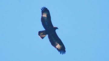 「幻の鳥」イヌワシの幼鳥が県内で確認される　全国わずか500羽の希少種が繁殖